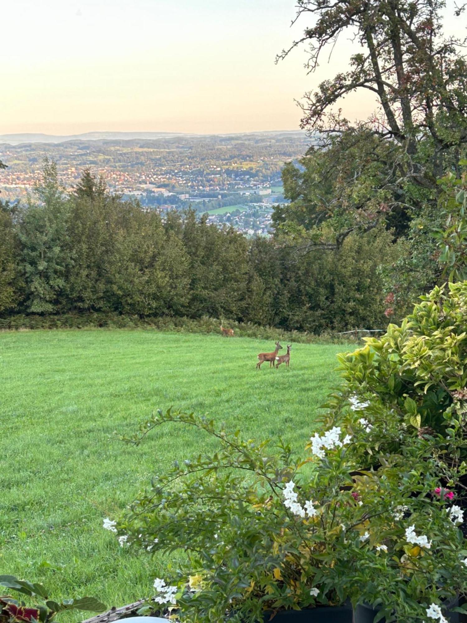 Seeblick Henle Bregenz